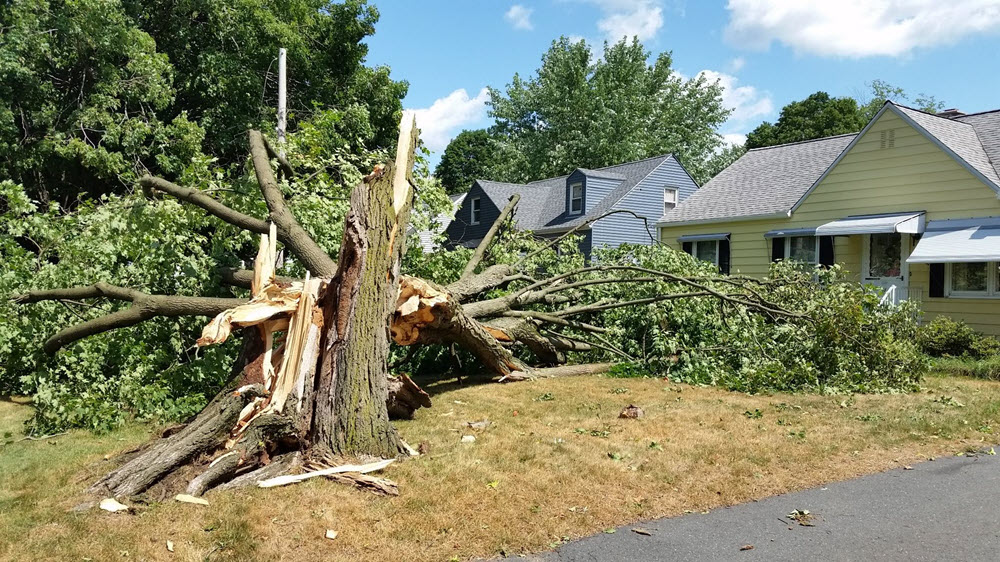 Storm Cleanup Rochester