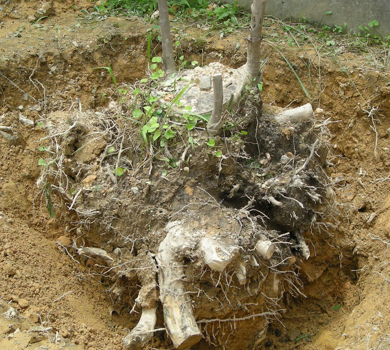 Stump Removal Rochester