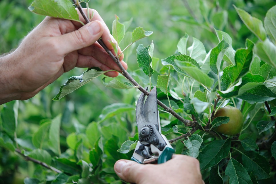 Tree Pruning Rochester