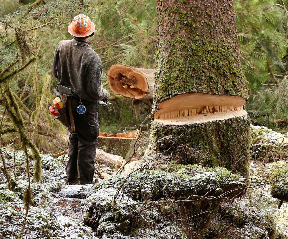 Tree Removal Rochester