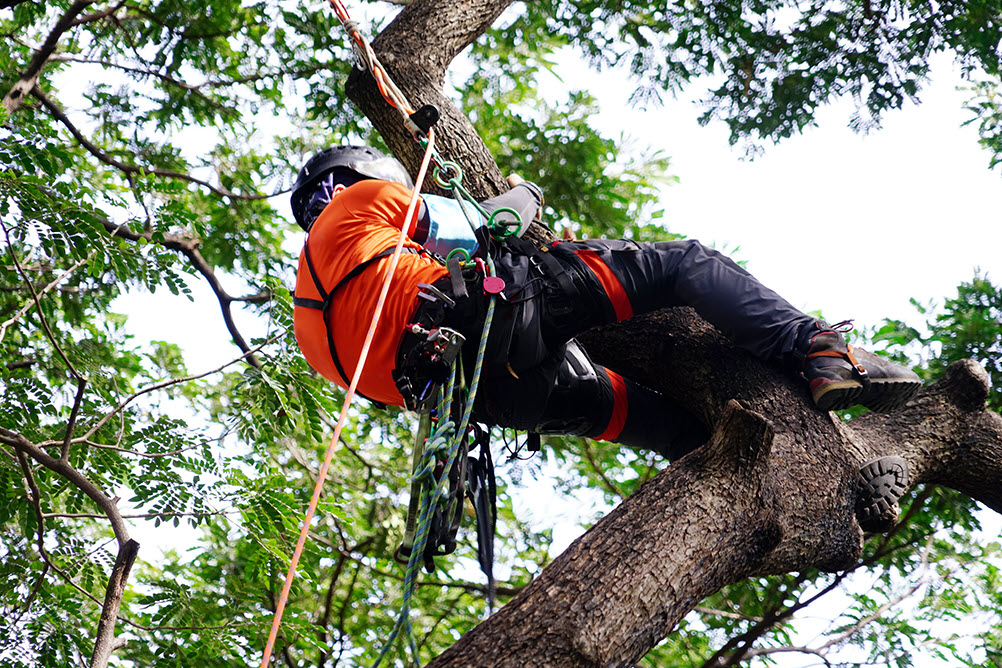 Tree Surgeon Rochester