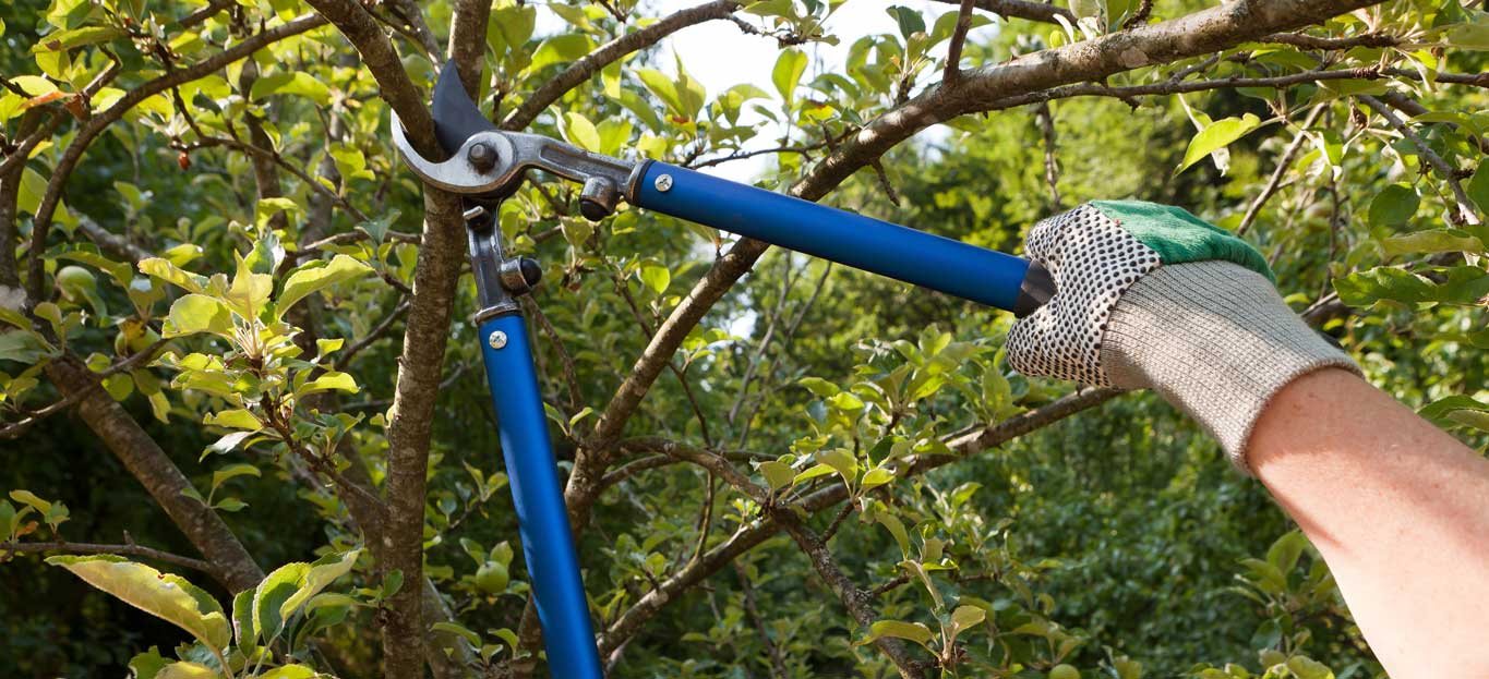 Tree Trimming Rochester